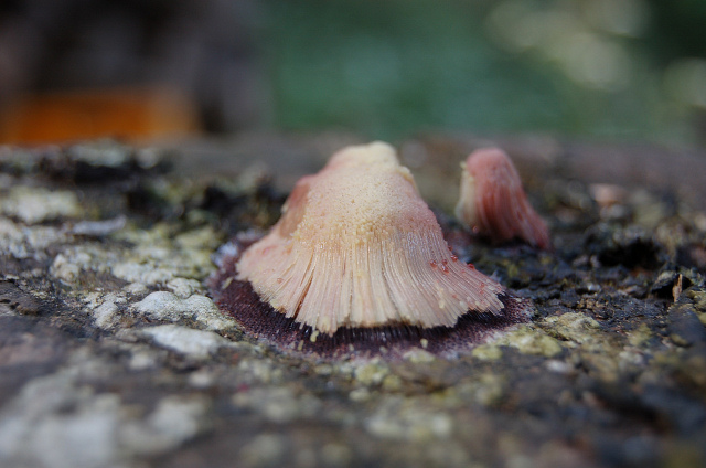 Stemonitis...quale specie?